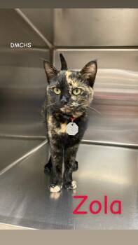 Domestic Short Hair Cats Available for Adoption - Zola | PetCurious