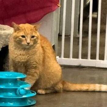 American Shorthair Cats Available for Adoption in Lenexa, Kansas - Charlie | PetCurious