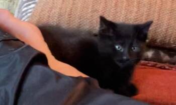 Rescue Domestic Short Hair Cats for Adoption in Philadelphia, Pennsylvania - Pearl | PetCurious