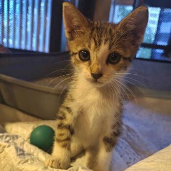 Rocky -  Domestic Short Hair Cat for Adoption in Sunrise, Florida - Rocky | PetCurious