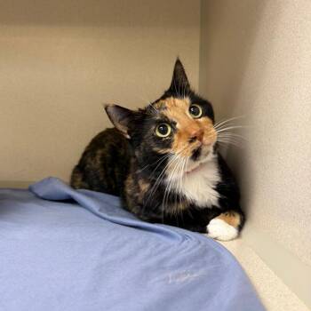 Domestic Short Hair Cats Available for Adoption - Missy | PetCurious