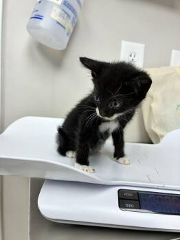 Hashbrown -  Domestic Short Hair Cat for Adoption in Marietta, Georgia - Hashbrown | PetCurious