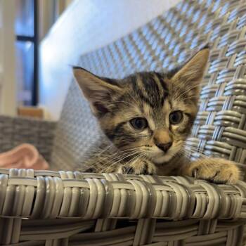 Gouda -  Domestic Short Hair Cat for Adoption in Goleta, California - Gouda | PetCurious