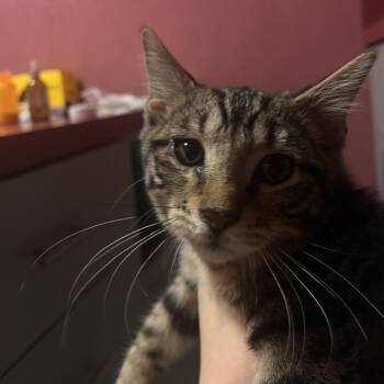 Hunter -  Domestic Short Hair Cat for Adoption in Lenexa, Kansas - Hunter | PetCurious