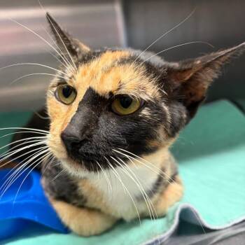 Mindy -  Domestic Short Hair Cat for Adoption in Lake Jackson, Texas - Mindy | PetCurious