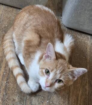 Joey -  Domestic Short Hair Cat for Adoption in Greensburg, Pennsylvania - Joey | PetCurious
