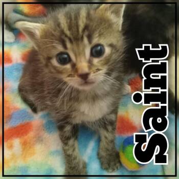 Dylan/ Saint -  Domestic Short Hair Cat for Adoption in Hopkinsville, Kentucky - Dylan/ Saint | PetCurious