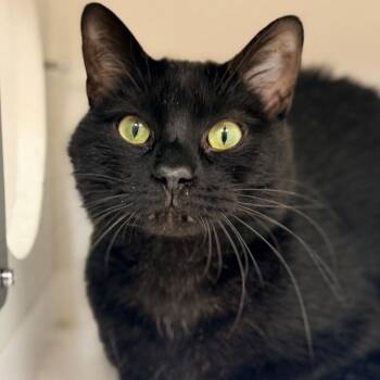 Domestic Short Hair Cats Available for Adoption - Bing | PetCurious