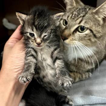 Domestic Medium Hair Cats Available for Adoption in Long Beach, California - Blakely | PetCurious