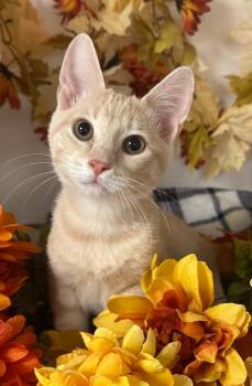 Rescue Domestic Short Hair Cats for Adoption in Stillwater, Oklahoma - 8/30/25 - Tuna | PetCurious