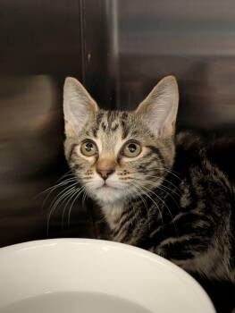 Crisco -  Domestic Short Hair Cat for Adoption in Chambersburg, Pennsylvania - Crisco | PetCurious