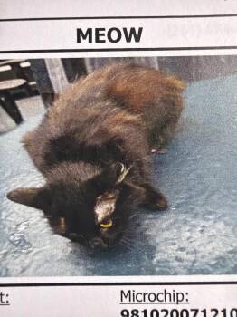 Domestic Long Hair Cats Available for Adoption in Zimmerman, Minnesota - Meow | PetCurious