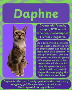 Rescue Domestic Short Hair Cats for Adoption in Kissimmee, Florida - Daphne | PetCurious