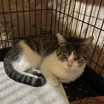 Tinker -  Domestic Short Hair Cat for Adoption in Quakertown, Pennsylvania - Tinker | PetCurious
