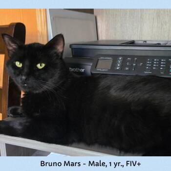 Rescue Domestic Short Hair Cats for Adoption in Mokena, Illinois - Bruno Mars | PetCurious