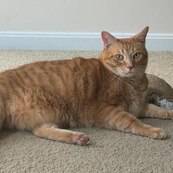 Desmond (and Dorothy) -  Domestic Short Hair Cat for Adoption in Cincinnati, Ohio - Desmond (and Dorothy) | PetCurious