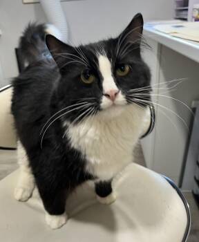 VAGABOND (CR/SC) -  Domestic Medium Hair Cat for Adoption in Sainte-angèle-de-monnoir, Quebec - VAGABOND (CR/SC) | PetCurious