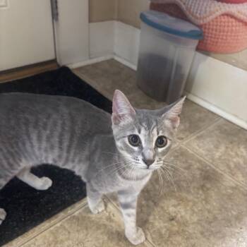 Mochi -  Domestic Short Hair Cat for Adoption in Statesboro, Georgia - Mochi | PetCurious