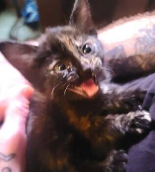 Domestic Short Hair Cats Available for Adoption in Picayune, Mississippi - Jynx | PetCurious