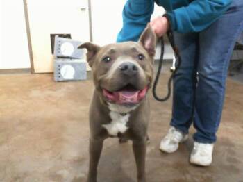 Domestic Short Hair Cats Available for Adoption - HAKU | PetCurious