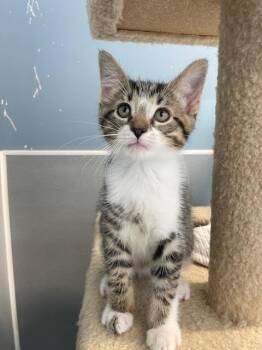 Bashful Brian -  Domestic Short Hair Cat for Adoption in Bloomington, Indiana - Bashful Brian | PetCurious