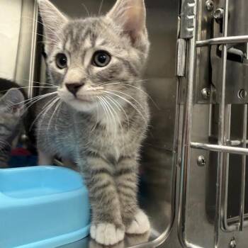 August -  Domestic Short Hair Cat for Adoption in Grantsville, Utah - August | PetCurious