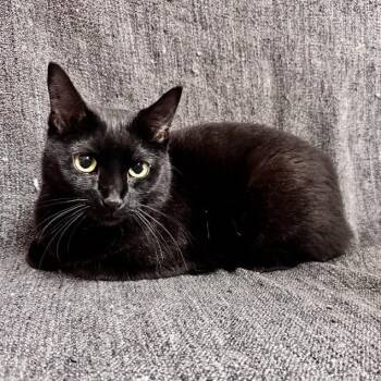 Domestic Short Hair Cats Available for Adoption in Waterloo, Iowa - Peaches | PetCurious