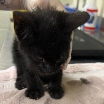 Dipper -  Domestic Short Hair Cat for Adoption in Asheville, North Carolina - Dipper | PetCurious