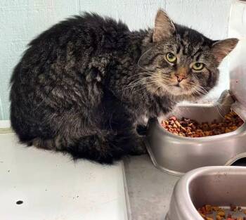 Todd -  Domestic Medium Hair Cat for Adoption in Coatesville, Pennsylvania - Todd | PetCurious
