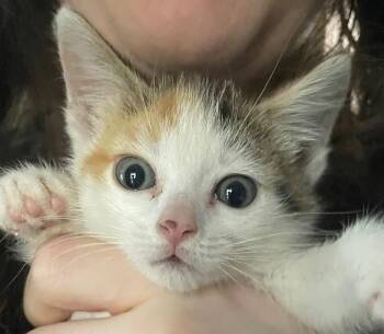 Norma -  Calico Cat for Adoption in Newaygo, Michigan - Norma | PetCurious