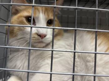 Domestic Long Hair Cats Available for Adoption in Las Vegas, Nevada - BLAKE | PetCurious