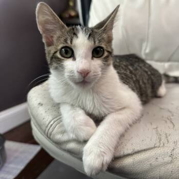 Rescue Domestic Short Hair Cats for Adoption in Ephrata, Pennsylvania - Emmett | PetCurious