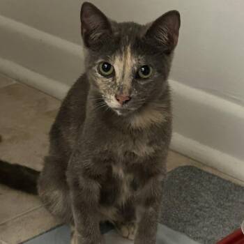 Domestic Short Hair Cats Available for Adoption in Jupiter, Florida - Silvia | PetCurious