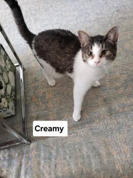 Tabby and Domestic Short Hair Cats Available for Adoption in Willingboro, New Jersey - Creamy | PetCurious