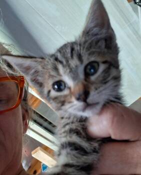 Gam -  Domestic Short Hair Cat for Adoption in Olney, Illinois - Gam | PetCurious