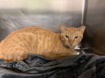 CHRIS -  Domestic Short Hair Cat for Adoption in Grand Prairie, Texas - CHRIS | PetCurious