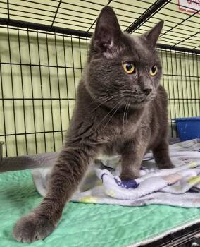 Domestic Short Hair Cats Available for Adoption in Auburn, Indiana - Arubis | PetCurious