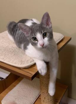 Christine -  Tabby Cat for Adoption in Burnaby, British Columbia - Christine | PetCurious