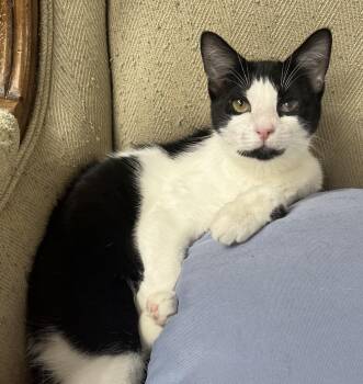 Magpie—cuddly, playful, purrfect -  Domestic Short Hair Cat for Adoption in East Hanover, New Jersey - Magpie—cuddly, Playful, Purrfect | PetCurious