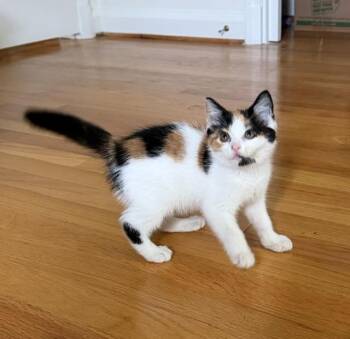 Ember -  Domestic Short Hair and Calico Cat for Adoption in Baltimore, Maryland - Ember | PetCurious