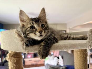 Sprigit -  Domestic Long Hair Cat for Adoption in Columbus, Minnesota - Sprigit | PetCurious