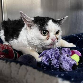 Ketta -  Domestic Short Hair Cat for Adoption in St. Louis, Missouri - Ketta | PetCurious