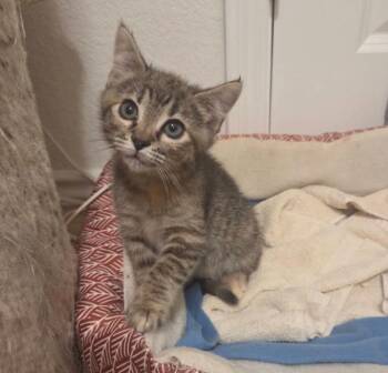 Kenzie -  Domestic Short Hair Cat Available for Adoption in Anna, Texas - Kenzie | PetCurious