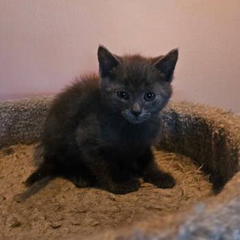 Seattle -  Domestic Short Hair Cat Available for Adoption in Mocksville, North Carolina - Seattle | PetCurious