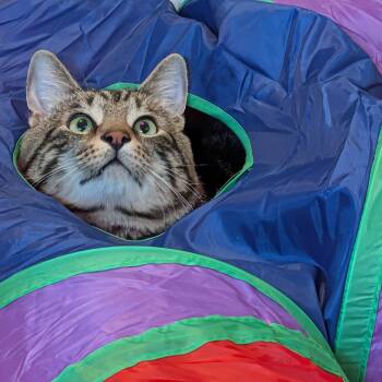 Sled -  Domestic Short Hair Cat for Adoption in Huntington, Massachusetts - Sled | PetCurious