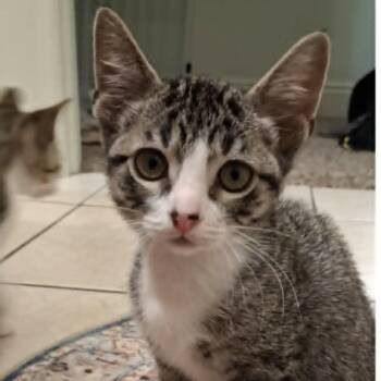 Sailor -  Domestic Short Hair Cat for Adoption in Wilmington, Delaware - Sailor | PetCurious