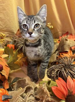 Rescue Domestic Short Hair Cats for Adoption in Oviedo, Florida - Elizabeth | PetCurious