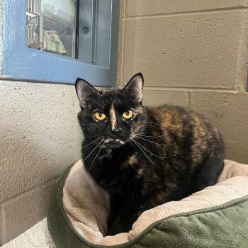 Domestic Short Hair Cats Available for Adoption in Versailles, Kentucky - Sabrina | PetCurious