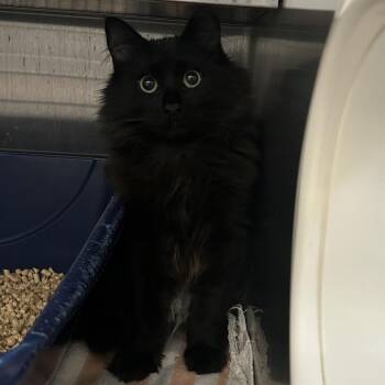 Spirit (Holland Cat Cove) -  Domestic Medium Hair Cat for Adoption in West Olive, Michigan - Spirit (Holland Cat Cove) | PetCurious