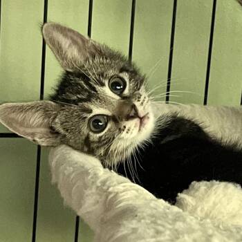 Parkour -  Domestic Short Hair Cat for Adoption in Maplewood, New Jersey - Parkour | PetCurious
